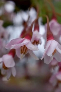 Pink Chimes Japanese Snowbell - 1 Gallon Pot -SHRUBS and BUSHES Shop styrax japonica pink chimes japanese snowbell tree 4