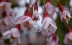 Pink Chimes Japanese Snowbell - 1 Gallon Pot -SHRUBS and BUSHES Shop styrax japonica pink chimes japanese snowbell tree 5