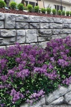 Bloomerang Dark Purple Lilac - 3 Gallon Pot -SHRUBS and BUSHES Shop syringa bloomerang dark purple lilac 22