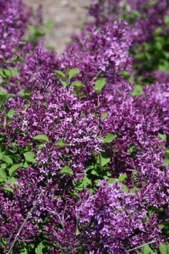 Bloomerang Dark Purple Lilac - 3 Gallon Pot -SHRUBS and BUSHES Shop syringa bloomerang dark purple lilac 23
