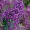 Bloomerang Dark Purple Lilac - 3 Gallon Pot -SHRUBS and BUSHES Shop syringa bloomerang dark purple lilac 24