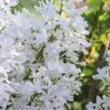 New Age White Lilac (Syringa) - 3 Gallon Pot -SHRUBS and BUSHES Shop syringa new age lavender white 1