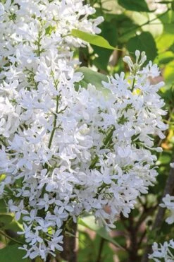 New Age White Lilac (Syringa) - 3 Gallon Pot -SHRUBS and BUSHES Shop syringa new age lavender white 2