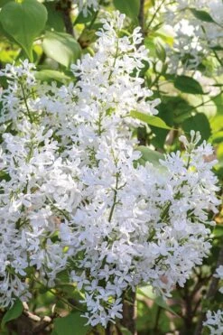 New Age White Lilac (Syringa) - 3 Gallon Pot -SHRUBS and BUSHES Shop syringa new age lavender white 3