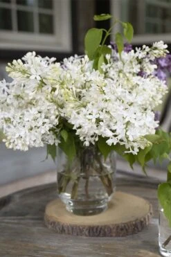 New Age White Lilac (Syringa) - 3 Gallon Pot -SHRUBS and BUSHES Shop syringa new age lavender white 4