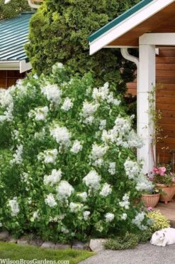 New Age White Lilac (Syringa) - 3 Gallon Pot -SHRUBS and BUSHES Shop syringa new age lavender white 6
