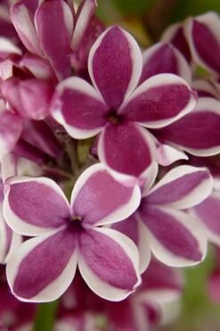 Sensation French Lilac (Syringa) - 3 Gallon Pot 12 Sensation French Lilac (Syringa) - 3 Gallon Pot -SHRUBS and BUSHES Shop syringa vulgaris sensation french lilac 1