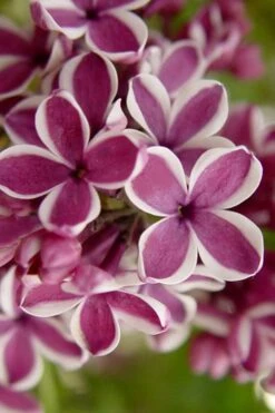 Sensation French Lilac (Syringa) - 3 Gallon Pot 14 Sensation French Lilac (Syringa) - 3 Gallon Pot -SHRUBS and BUSHES Shop syringa vulgaris sensation french lilac 2