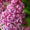 Sensation French Lilac (Syringa) - 3 Gallon Pot -SHRUBS and BUSHES Shop syringa vulgaris sensation french lilac 3