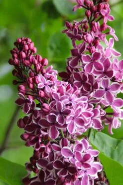 Sensation French Lilac (Syringa) - 3 Gallon Pot 13 Sensation French Lilac (Syringa) - 3 Gallon Pot -SHRUBS and BUSHES Shop syringa vulgaris sensation french lilac 4