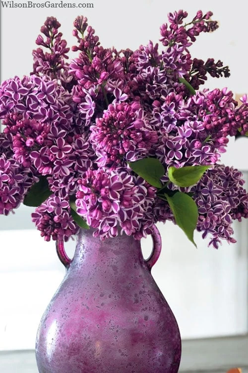 Sensation French Lilac (Syringa) - 3 Gallon Pot 5 Sensation French Lilac (Syringa) - 3 Gallon Pot - Image 3
