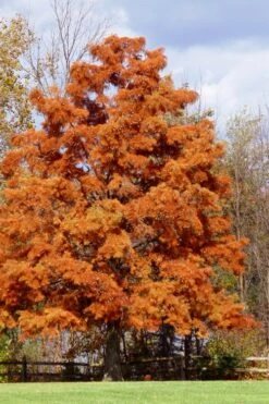 Bald Cypress - Taxodium Distichum - 3 Gallon Pot -SHRUBS and BUSHES Shop taxodium distichum bald cypress tree 30