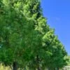 Bald Cypress - Taxodium Distichum - 3 Gallon Pot 2 Bald Cypress - Taxodium Distichum - 3 Gallon Pot -SHRUBS and BUSHES Shop taxodium distichum bald cypress tree 31