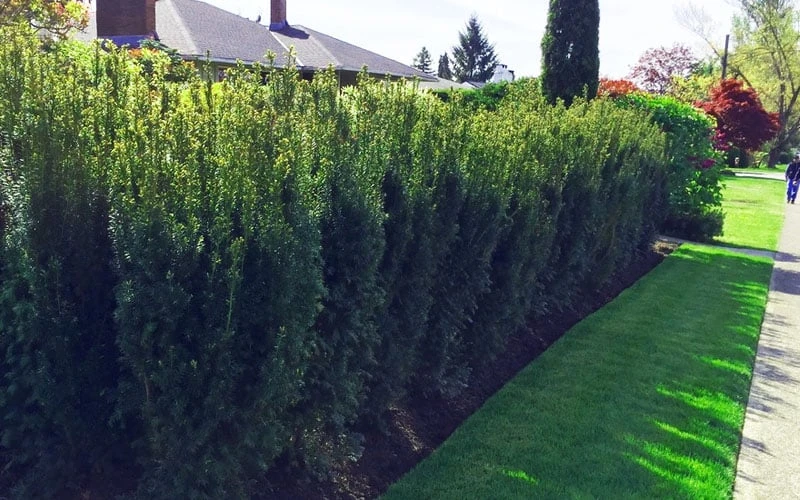 Hicks Columnar Yew (Taxus X Media) - 3 Gallon Pot 6 Hicks Columnar Yew (Taxus X Media) - 3 Gallon Pot - Image 4