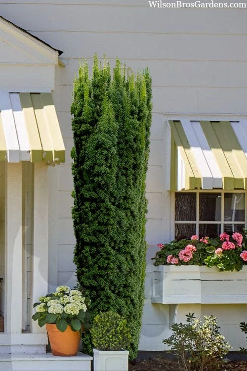 Hicks Columnar Yew (Taxus X Media) - 3 Gallon Pot 3 Hicks Columnar Yew (Taxus X Media) - 3 Gallon Pot