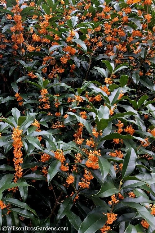 Fragrant Orange Tea Olive - Osmanthus Fragrans Aurantiacus - 1 Gallon Pot 9 Fragrant Orange Tea Olive - Osmanthus Fragrans Aurantiacus - 1 Gallon Pot - Image 7