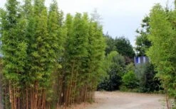Temple Bamboo (Semiarundinaria Fastuosa) - 3 Gallon Pot (2-4') 12 Temple Bamboo (Semiarundinaria Fastuosa) - 3 Gallon Pot (2-4') -SHRUBS and BUSHES Shop temple bamboo
