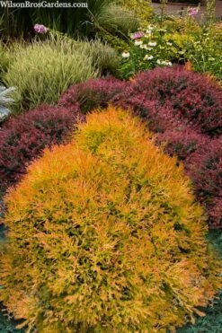 Fire Chief Arborvitae - 3 Gallon Pot 11 Fire Chief Arborvitae - 3 Gallon Pot -SHRUBS and BUSHES Shop thuja fire chief arborvitae 103