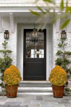 Fire Chief Arborvitae - 3 Gallon Pot 12 Fire Chief Arborvitae - 3 Gallon Pot -SHRUBS and BUSHES Shop thuja fire chief arborvitae 104