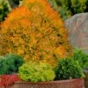 Fire Chief Arborvitae - 3 Gallon Pot -SHRUBS and BUSHES Shop thuja fire chief arborvitae 106