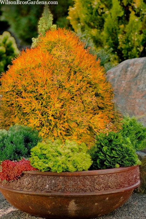 Fire Chief Arborvitae - 3 Gallon Pot 3 Fire Chief Arborvitae - 3 Gallon Pot