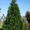 Green Giant Arborvitae - 3 Gallon Pot -SHRUBS and BUSHES Shop thuja green giant arborvitae 101 1