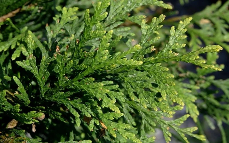 Green Giant Arborvitae - 3 Gallon Pot 7 Green Giant Arborvitae - 3 Gallon Pot - Image 5