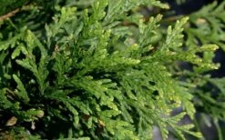 Green Giant Arborvitae - 7 Gallon Pot (3-4') 11 Green Giant Arborvitae - 7 Gallon Pot (3-4') -SHRUBS and BUSHES Shop thuja green giant arborvitae 102
