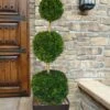 Emerald Green Arborvitae Poodle Tier Topiary (3 Ball) - 5 Gallon Pot 1 Emerald Green Arborvitae Poodle Tier Topiary (3 Ball) - 5 Gallon Pot -SHRUBS and BUSHES Shop thuja occidentalis emerald green arborvitae 3 ball poodle tier topiary 1