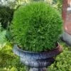 Planet Earth Arborvitae - 3 Gallon Pot 1 Planet Earth Arborvitae - 3 Gallon Pot -SHRUBS and BUSHES Shop thuja occidentalis planet earth arborvitae 6
