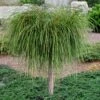Whipcord Arborvitae (Single Trunk Topiary Tree) - 2 Gallon Pot 1 Whipcord Arborvitae (Single Trunk Topiary Tree) - 2 Gallon Pot -SHRUBS and BUSHES Shop thuja plicata whipcord arbirvitae topiary tree 1