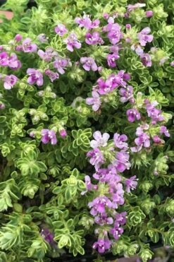 Highland Cream Creeping Thyme - 5 Pack Of Quart Pots -SHRUBS and BUSHES Shop thyme highland cream 500x750 1