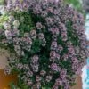 Doone Valley Thyme - 6 Pack Of Pink Pots -SHRUBS and BUSHES Shop thymus citriodorus doon valley 1
