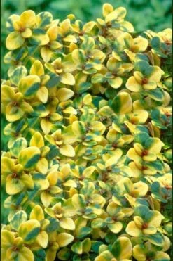 Doone Valley Thyme - 6 Pack Of Pink Pots -SHRUBS and BUSHES Shop thymus citriodorus doone valley 2