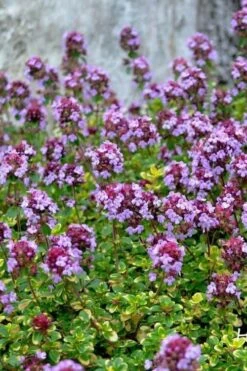 Doone Valley Thyme - 6 Pack Of Pink Pots -SHRUBS and BUSHES Shop thymus citriodorus doone valley 3