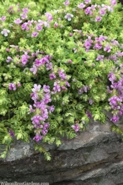 Highland Cream Creeping Thyme - 5 Pack Of Quart Pots -SHRUBS and BUSHES Shop thymus praecox highland creeping thyme 1