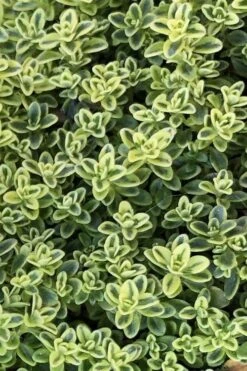 Highland Cream Creeping Thyme - 5 Pack Of Quart Pots -SHRUBS and BUSHES Shop thymus praecox highland creeping thyme 4