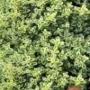 Highland Cream Creeping Thyme - 5 Pack Of Quart Pots -SHRUBS and BUSHES Shop thymus praecox highland creeping thyme 6