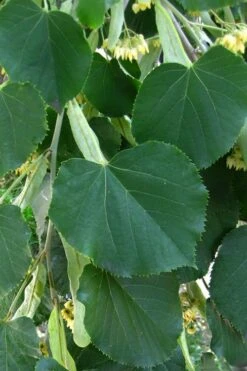 American Basswood Tree (Tilia Americana) - 3 Gallon Pot -SHRUBS and BUSHES Shop tilia americana basswood tree 1