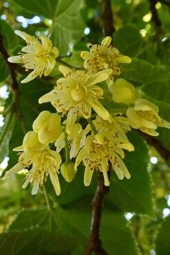 American Basswood Tree (Tilia Americana) - 3 Gallon Pot -SHRUBS and BUSHES Shop tilia americana basswood tree 2