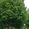 American Basswood Tree (Tilia Americana) - 3 Gallon Pot -SHRUBS and BUSHES Shop tilia americana basswood tree 4