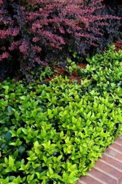 Asian Jasmine - Asiatic Jasmine - 18 Count Flat Of Pint Pots -SHRUBS and BUSHES Shop trachelospermum asiaticum asian jasmine 2