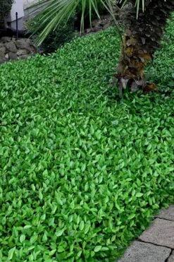 Asian Jasmine - Asiatic Jasmine - 18 Count Flat Of Pint Pots -SHRUBS and BUSHES Shop trachelospermum asiaticum asian jasmine 3