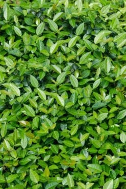 Asian Jasmine - Asiatic Jasmine - 18 Count Flat Of Pint Pots -SHRUBS and BUSHES Shop trachelospermum asiaticum asian jasmine 6
