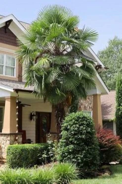 Windmill Cold Hardy Palm Tree - 2 Gallon Pot -SHRUBS and BUSHES Shop trachycarpus fortunei windmill palm 10 1
