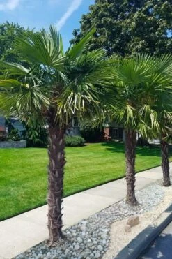Windmill Cold Hardy Palm Tree - 7 Gallon Pot (2-3') -SHRUBS and BUSHES Shop trachycarpus fortunei windmill palm 12