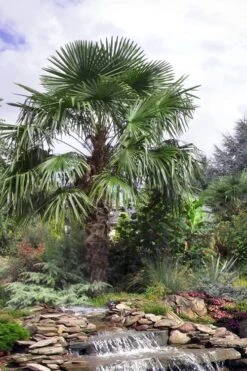 Windmill Cold Hardy Palm Tree - 7 Gallon Pot (2-3') -SHRUBS and BUSHES Shop trachycarpus fortunei windmill palm 13