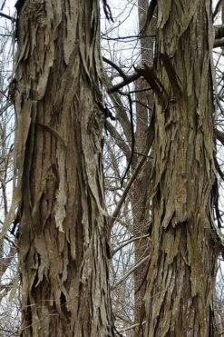 Shagbark Hickory Tree (Carya Ovata) - 3 Gallon Pot -SHRUBS and BUSHES Shop tree hickory shagbark 500x750 1