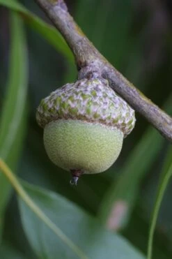 Willow Oak Tree (Quercus Phellos) - 1 Gallon Pot -SHRUBS and BUSHES Shop tree oak willow 5 500x750 1