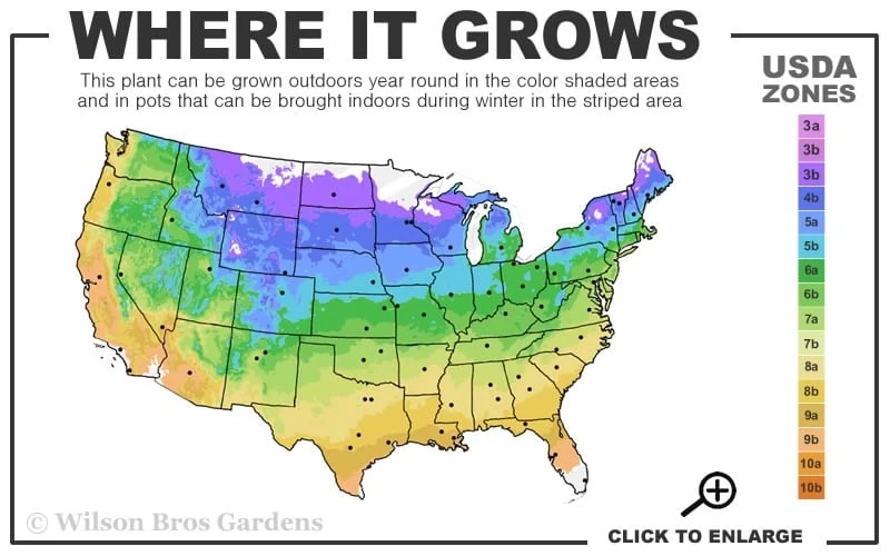 Etoile Violette Clematis - 1 Gallon Pot 5 Etoile Violette Clematis - 1 Gallon Pot - Image 3